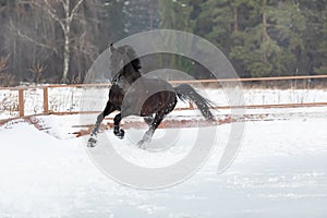 A black young strong horse gallops through the snow in the levada. A walk of a chestnut stallion