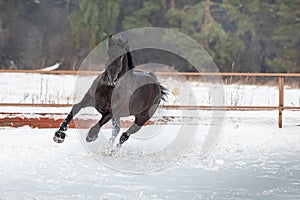 A black young strong horse gallops through the snow in the levada. A walk of a chestnut stallion