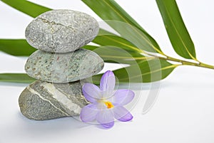 Black zen stones with bamboo en crocus on empty white background