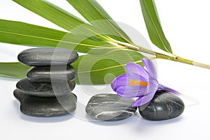 Black zen stones with bamboo en crocus on empty white background