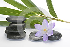 Black zen stones with bamboo en crocus on empty white background