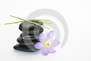 Black zen stones with bamboo en crocus on empty white background