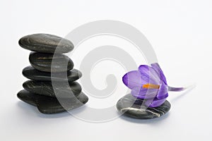 Black zen stones with bamboo en crocus on empty white background