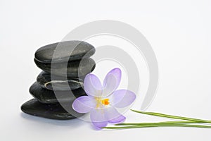 Black zen stones with bamboo en crocus on empty white background