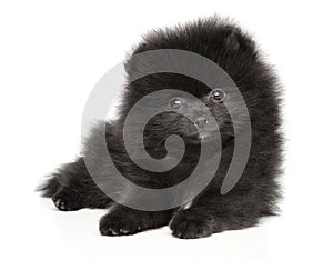 Black Zwerg Spitz puppy on white