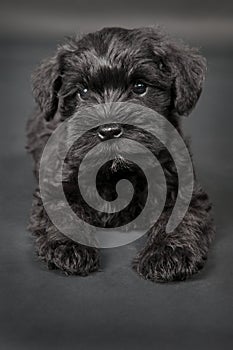 Black zwergschnauzer puppy