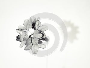 blackandwhite flower with shadow