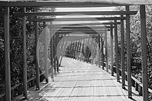 blackandwhite road wood brige in forest