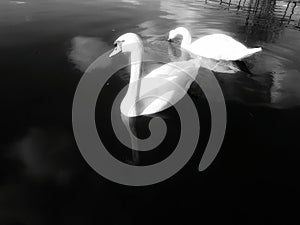 Blackandwhite Swan