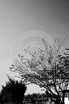 blackandwhite tree and sky view