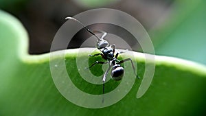 blackant on greenleaf