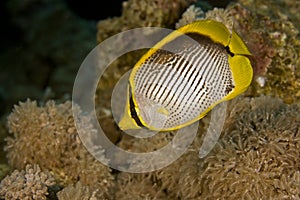 Blackbacked butterflyfish (chaetodon melannotus)
