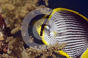 Blackbacked butterflyfish (chaetodon melannotus)