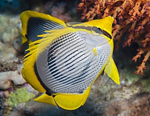 Blackbacked butterflyfish on a coral reef