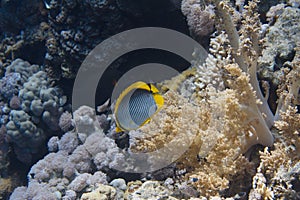 Blackbacked Butterflyfish in Red Sea