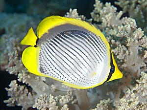 Blackbacked butterflyfish