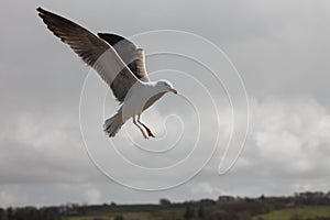 Blackbacked gull, hovering
