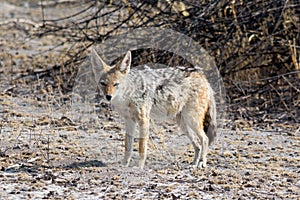 Blackbacked jackal