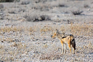 Blackbacked Jackal