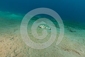 Blackbanded jack (seriolina nigrofasciata) in the Red Sea.