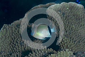 Blackbar Chromis photo