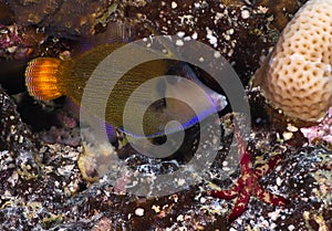 Blackbar Filefish