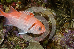 Blackbar Soldierfish photo