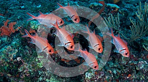 Blackbar Soldierfish