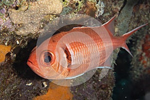 Blackbar Soldierfish on Caribbean Coral Reef photo