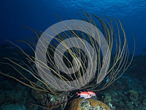 Blackbar soldierfish fish in Porous Sea Rod