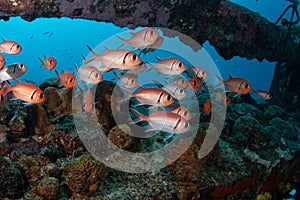 Blackbar Soldierfish hide on wreck on the reefs off St Martin, Dutch Caribbean photo