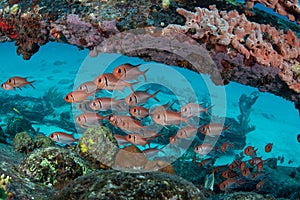 Blackbar Soldierfish hide on wreck on the reefs off St Martin, Dutch Caribbean photo