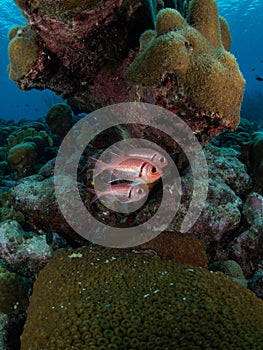 Blackbar soldierfish, Myripristis jacobus, Bonaire. Caribbean Diving holiday