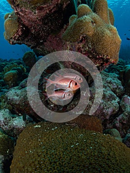 Blackbar soldierfish, Myripristis jacobus, Bonaire. Caribbean Diving holiday photo