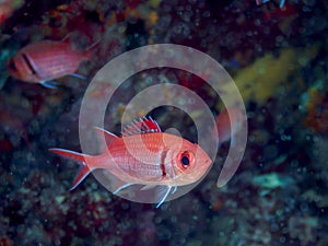 Blackbar soldierfish, Myripristis jacobus. CuraÃÂ§ao, Lesser Antilles, Caribbean photo