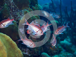Blackbar soldierfish, Myripristis jacobus. CuraÃÂ§ao, Lesser Antilles, Caribbean photo