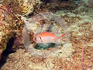 A Blackbar Soldierfish Myripristis jacobus with an isopod parasite photo