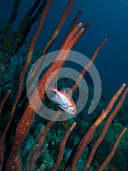 Blackbar Soldierfish photo