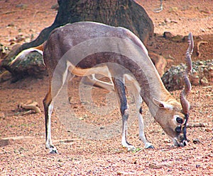 A Blackbbuck - Indian Antelope photo