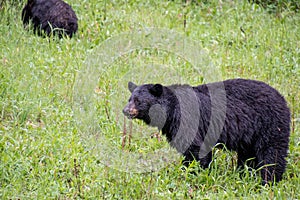 Blackbears eating some plants by the roadside. photo