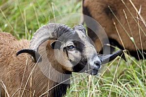 Blackbellied sheep.