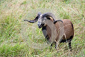Blackbellied sheep in grass.