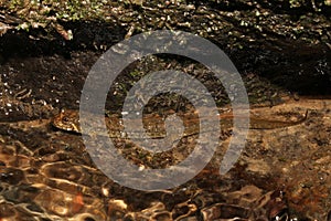 blackbelly salamander in a stream