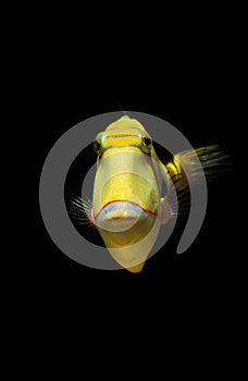 Blackbelly Triggerfish, rhinecanthus verrucosus