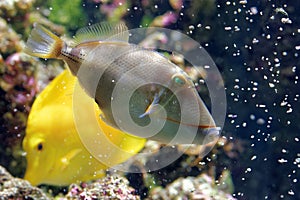 Blackbelly triggerfish photo
