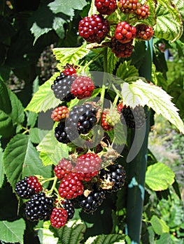 Blackberries 1/2