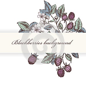 Blackberries 1