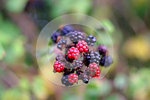 Blackberries