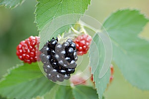 Blackberries