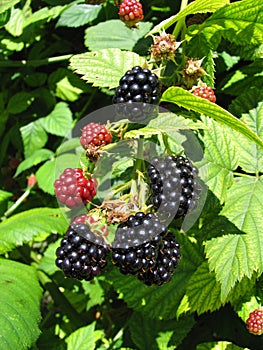 Blackberries 2/2